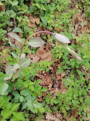 Lonicera caprifolium