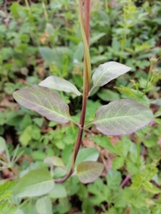 Lonicera caprifolium