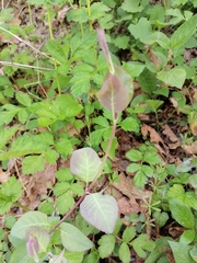 Lonicera caprifolium