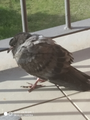 Columba livia domestica