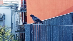 Columba livia domestica