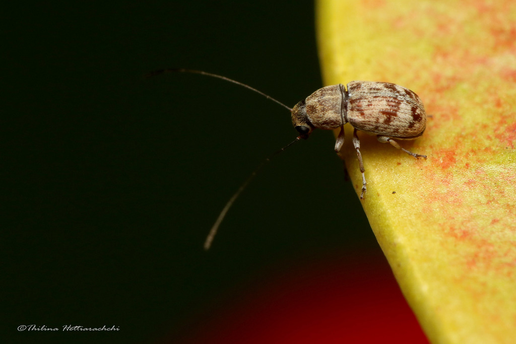 Exillis horni