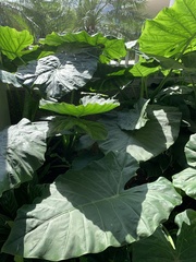 Alocasia odora
