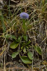 Globularia bisnagarica