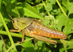 Brachystola behrensii