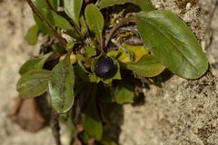 Globularia bisnagarica