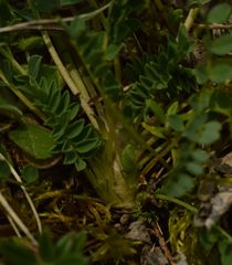 Astragalus monspessulanus monspessulanus