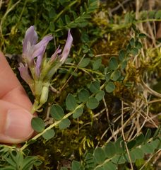 Astragalus monspessulanus monspessulanus