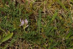 Astragalus monspessulanus monspessulanus