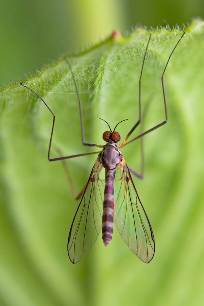 Blepharicera