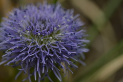Globularia bisnagarica