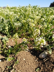 Thlaspi arvense