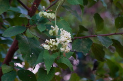 Antigonon flavescens