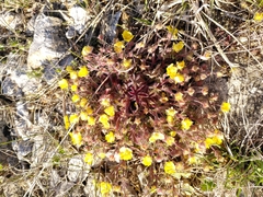 Potentilla heptaphylla