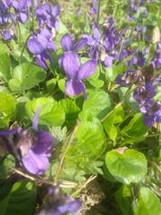 Viola odorata