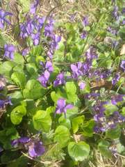 Viola odorata