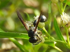Zethus nigricornis