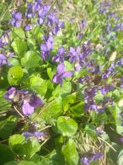 Viola odorata