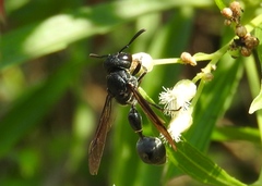 Zethus nigricornis
