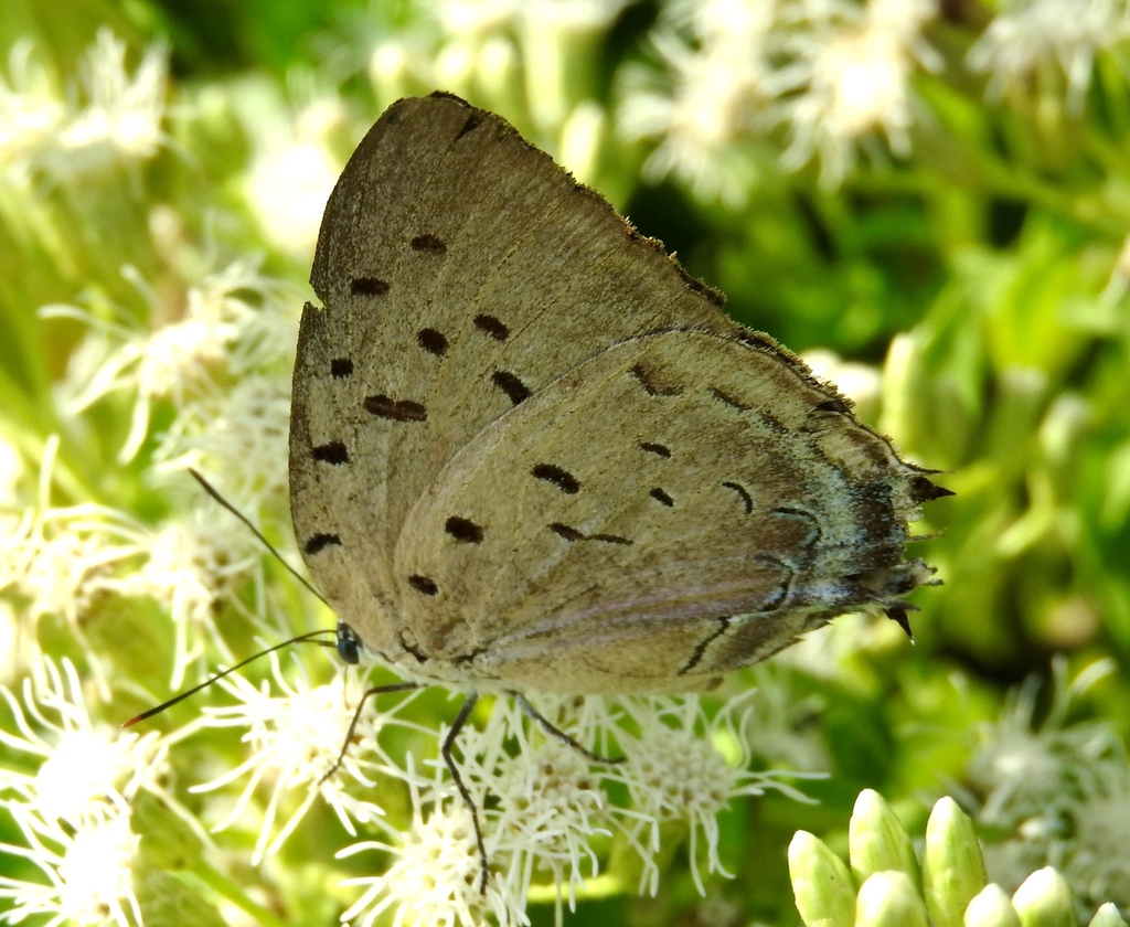 Pseudolycaena damo