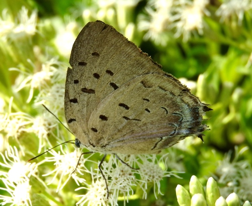 Pseudolycaena damo