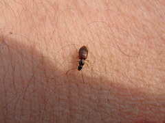 Oxypselaphus obscurus