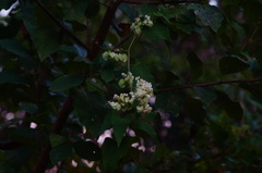 Antigonon flavescens