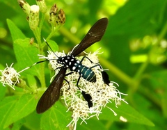 Horama plumipes