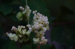 Antigonon flavescens