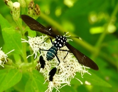 Horama plumipes