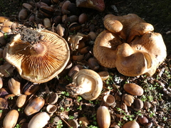 Paxillus ammoniavirescens