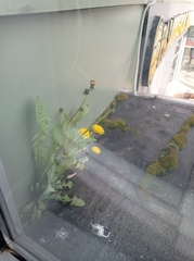 Taraxacum officinale