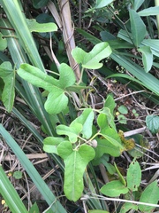 Aristolochia shimadae