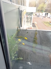 Taraxacum officinale