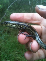 Lissolepis coventryi