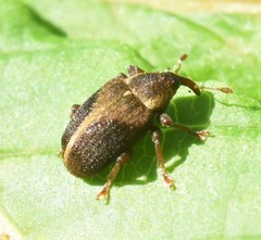 Lignyodes enucleator