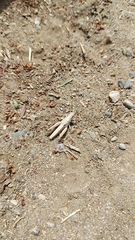 Chorthippus maritimus maritimus