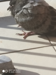 Columba livia domestica