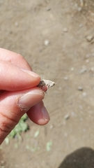 Chorthippus maritimus maritimus