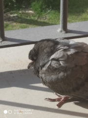 Columba livia domestica