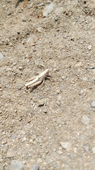 Chorthippus maritimus maritimus