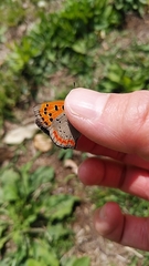 Lycaena phlaeas daimio