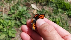 Lycaena phlaeas daimio