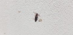 Elateridae