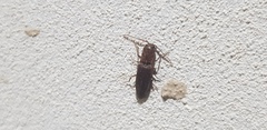 Elateridae