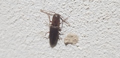 Elateridae