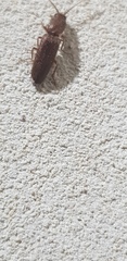 Elateridae