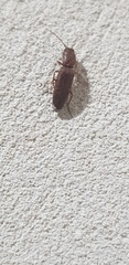 Elateridae