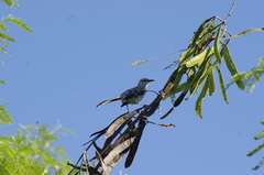 Mimus gilvus