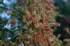 Apoplanesia paniculata